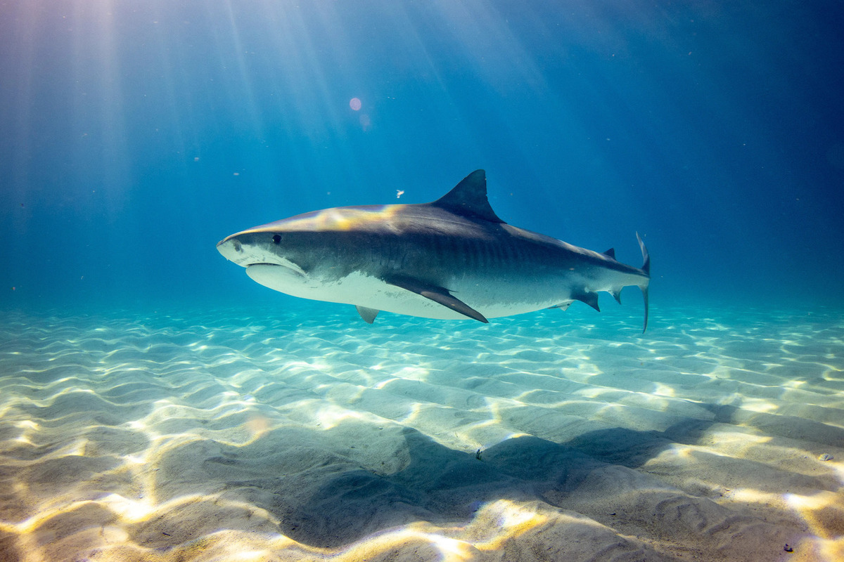 Die Haifisch litt an Verdauungsstörungen aufgrund einer menschlichen Hand