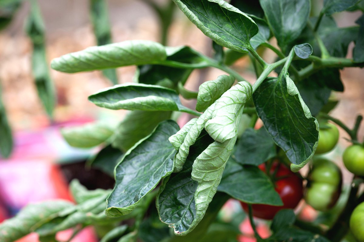 Werfen Sie den Würfel in den Eimer – die gelben Tomatenblätter verschwinden schneller, als Sie denken.