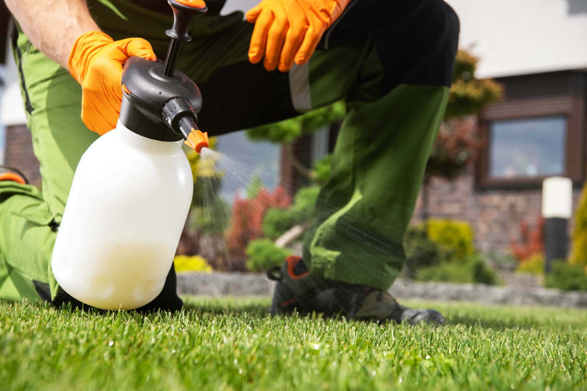 Sollte man Unkraut mit Chlorbleiche jäten? Gärtner geben endlich Antwort