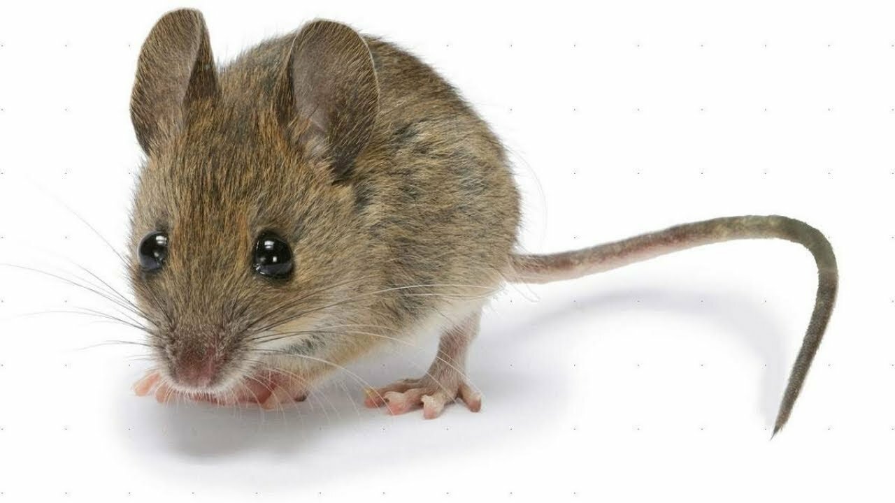 Haben Sie Mäuse im Haus? Verwenden Sie dieses Gewürz, und sie werden von selbst verschwinden