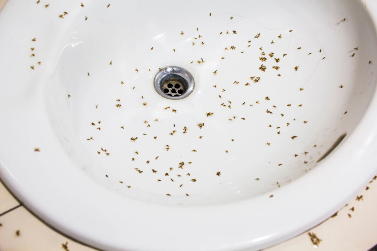 Feuchtigkeit zieht Mücken an. Wie kann man kleine Mücken im Bad und in der Küche loswerden?