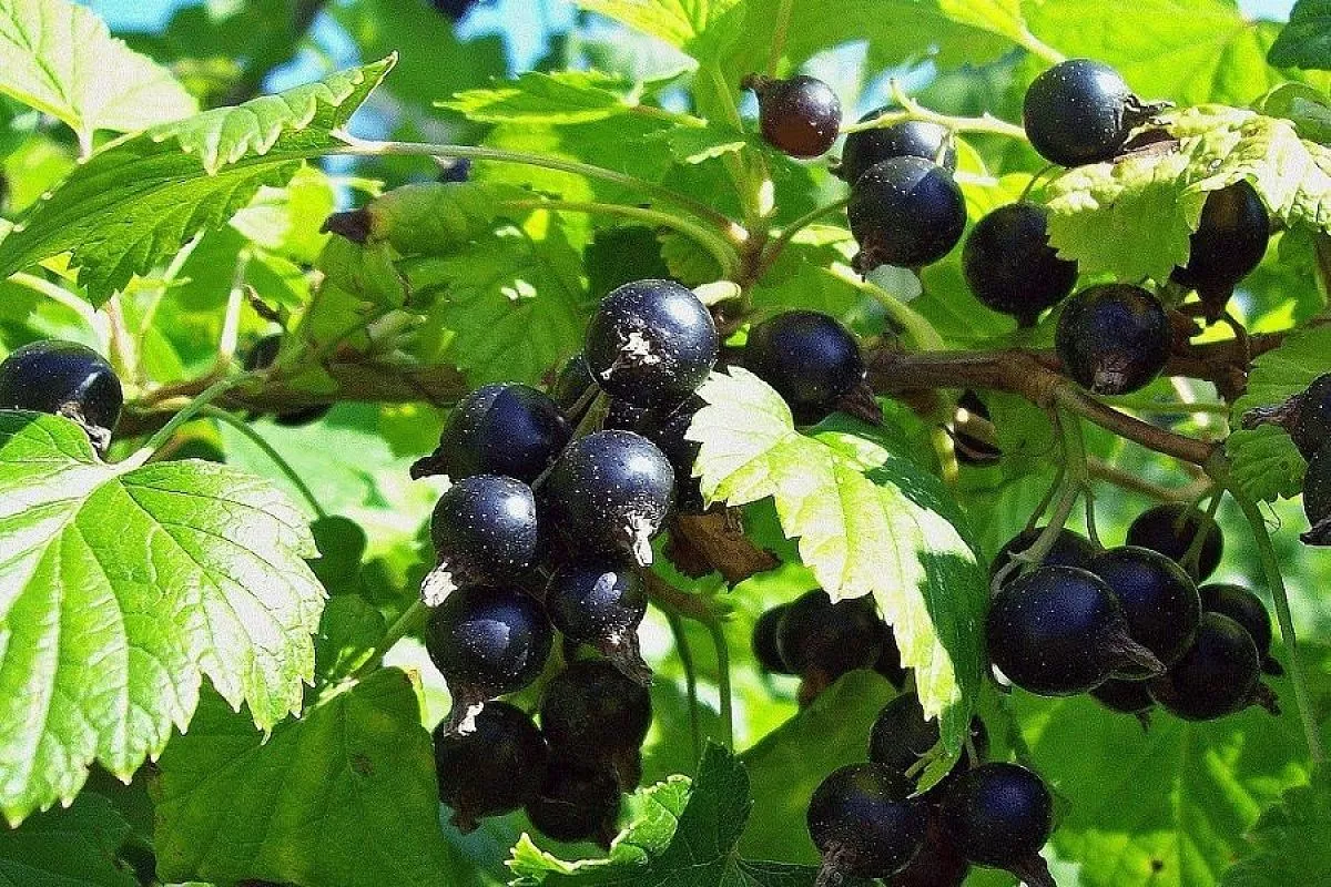 Ein Obstbaum, den kluge Gärtner im August niemals versäumen würden zu pflanzen.