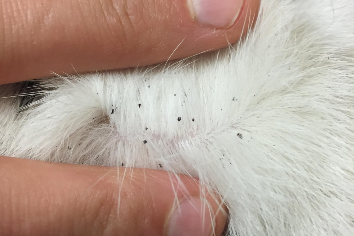 Wie man mit Minze Flöhe bei Haustieren loswird: ein wirksames Hausmittel