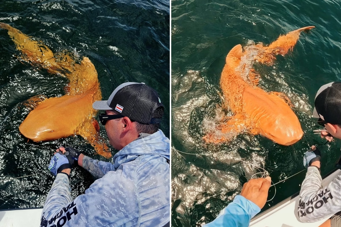 In Costa Rica wurde ein seltsamer Hai mit orangefarbener Haut und weißen Augen entdeckt