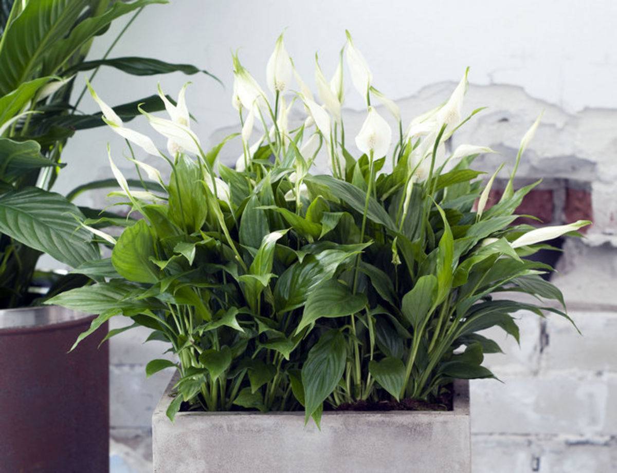 Dieser Küchenabfall ist ein hervorragender Dünger für Spathiphyllum. Die weißen Blüten blühen danach wie verrückt.
