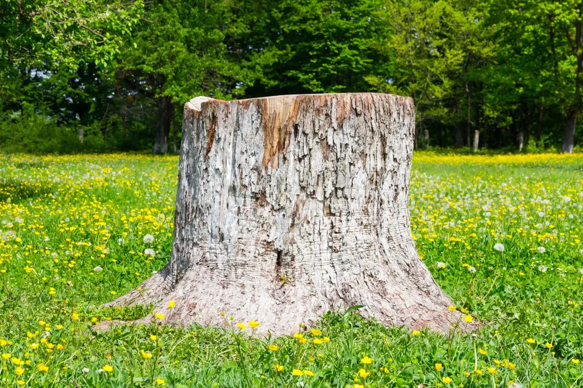 Ohne Mühe, Kosten oder den Einsatz eines Baggers können Sie Baumstümpfe ganz einfach aus Ihrem Garten entfernen.