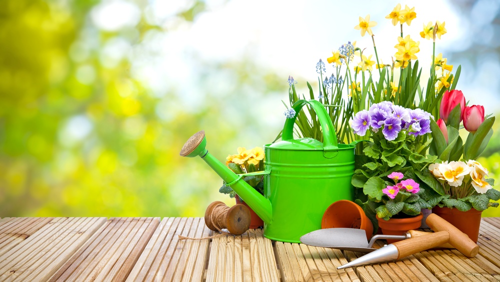 Diese Seife ist ein natürlicher Schutz gegen Kartoffelfäule und andere Krankheiten im Garten