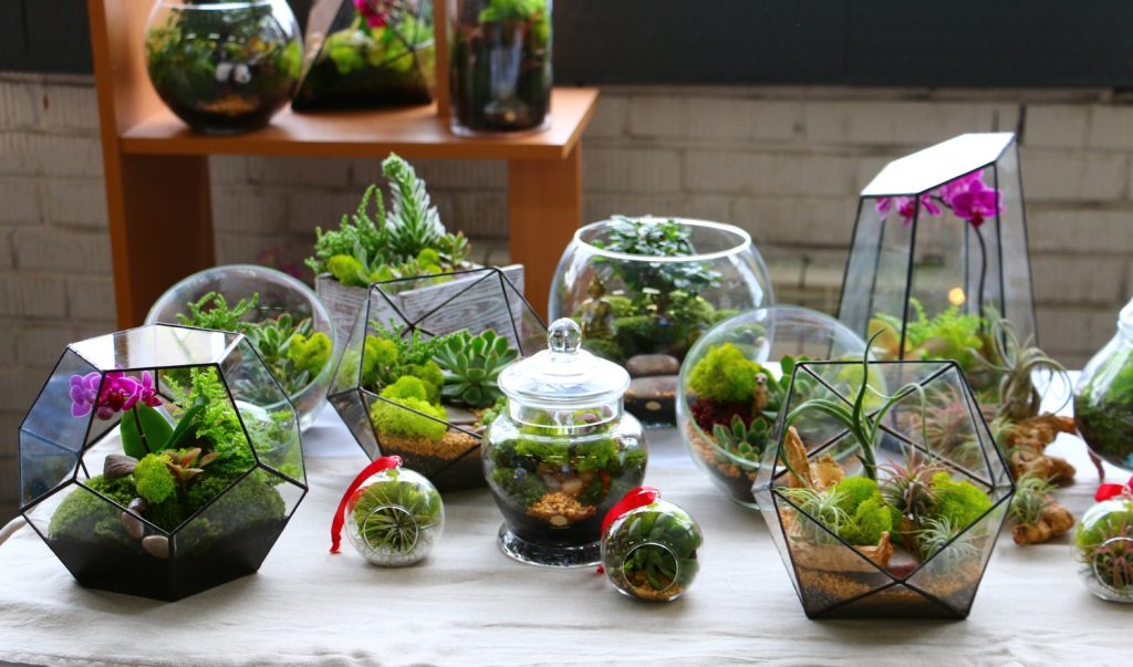 Wie man Sukkulenten in einem Terrarium, einem minimalistischen Garten, züchtet, in dem sie sich wohlfühlen und Ihr Zuhause verschönern