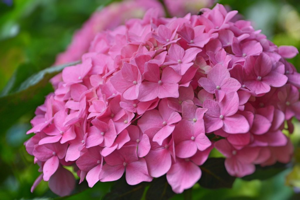 Machen Sie das unbedingt im August. Die Hortensie wird eine Blüte nach der anderen blühen lassen