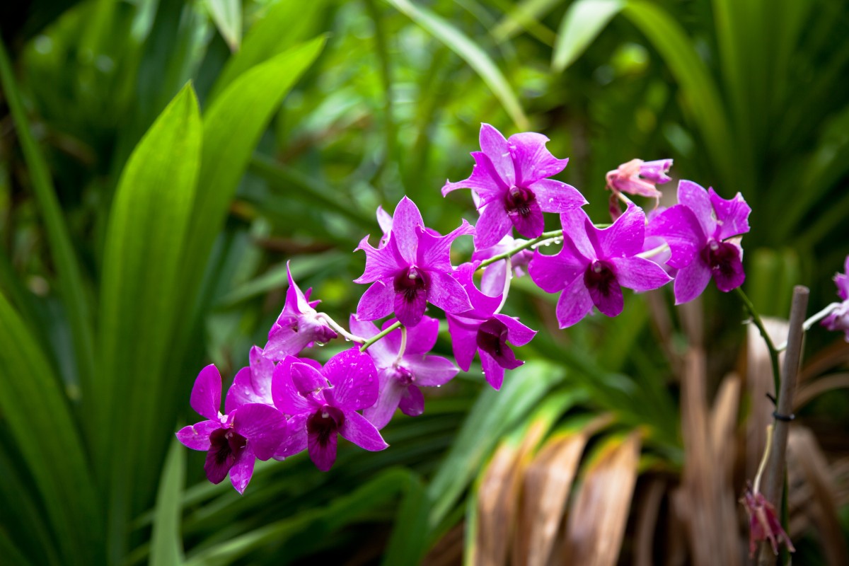Ein einfacher Trick für den Sommer, damit Ihre Orchidee wieder blüht (von Gärtnern bestätigt)