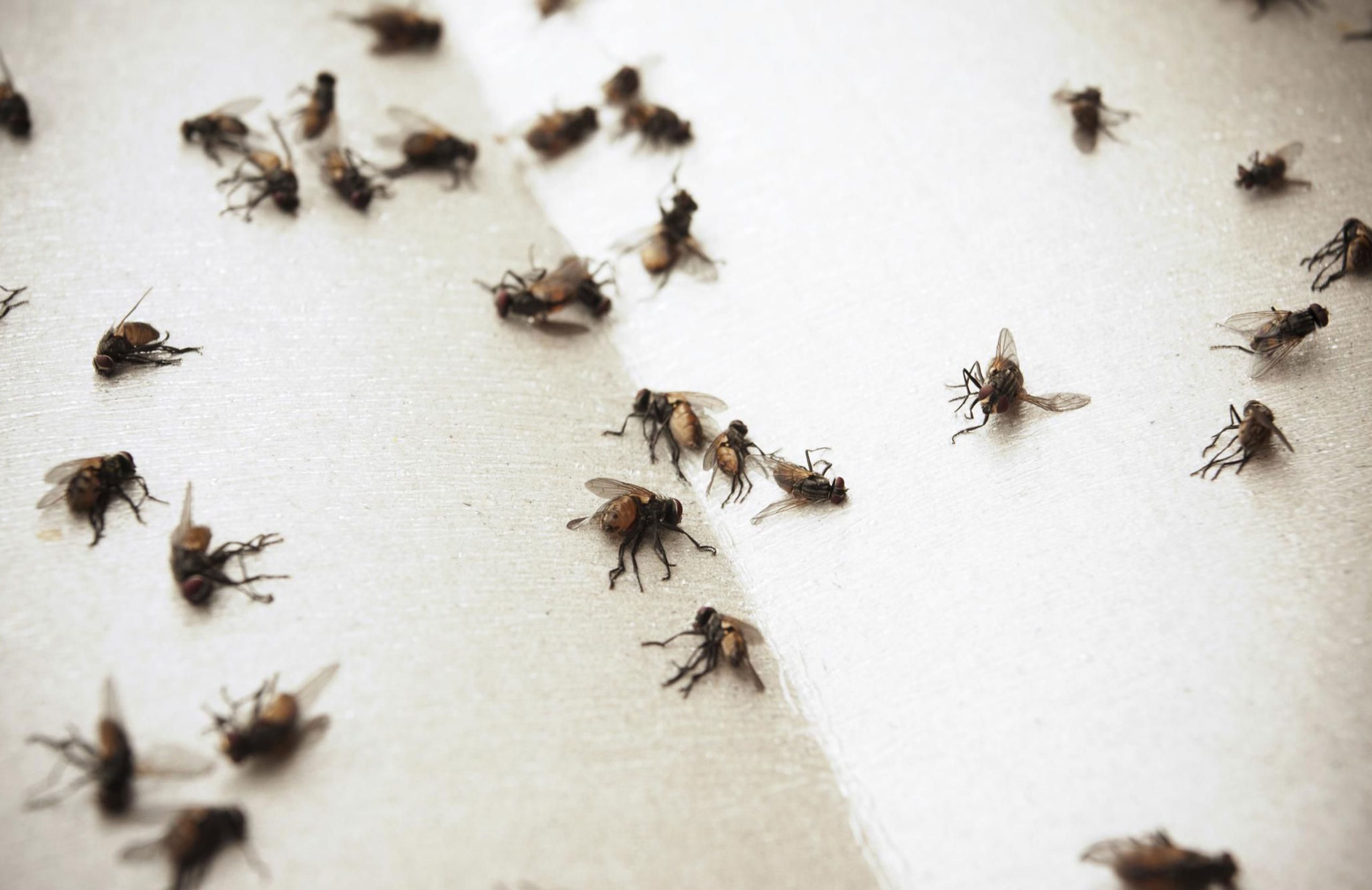 Fliegen in der Küche: eine sehr einfache selbstgemachte Falle aus 3 Zutaten.