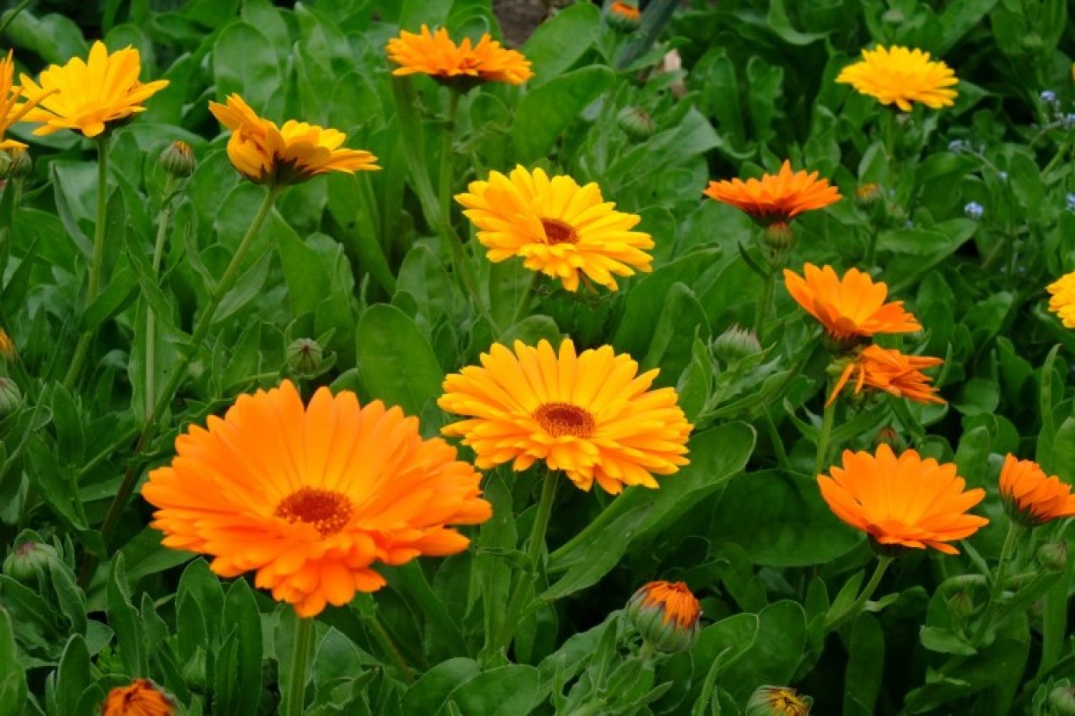 Drei ideale Blumen zum Einpflanzen in Töpfe im August und zum Schmücken von Balkonen