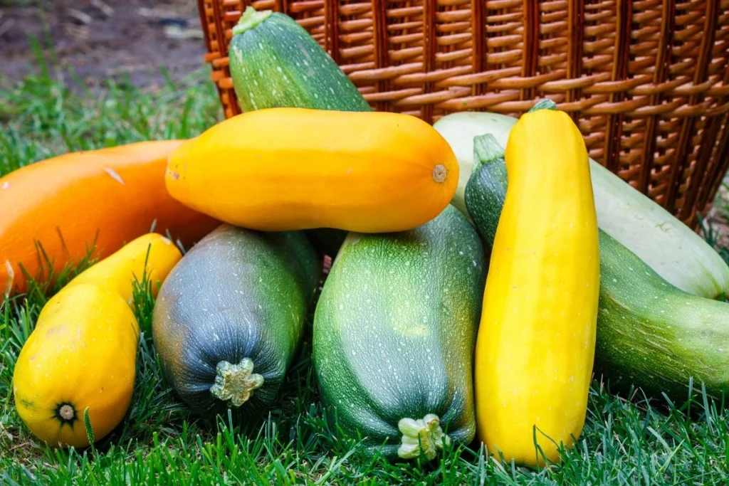 Viel besser als im Kühlschrank: Zucchini sind an diesem Ort bis zu 3 Monate haltbar.
