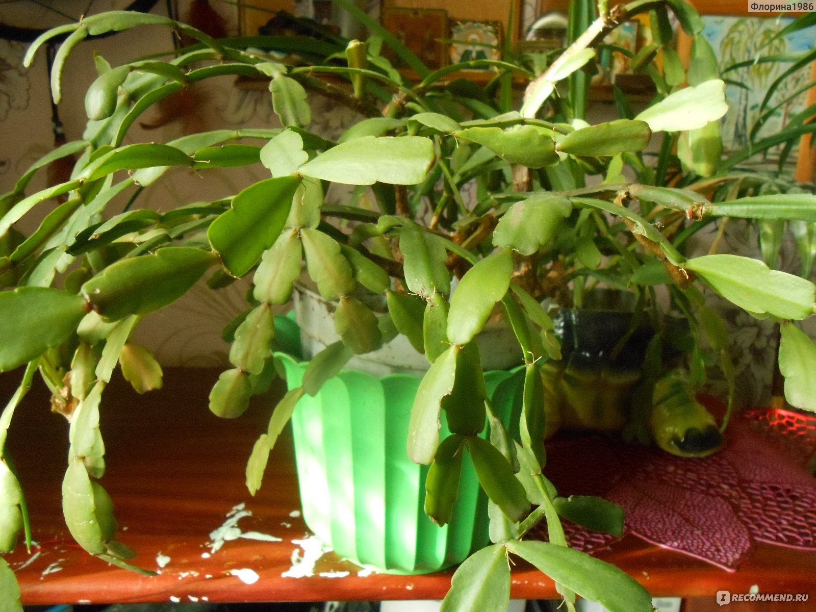 Ich füge einen Löffel hinzu und gieße die Blumen. Die Grünkrautpflanze wächst prächtig. Die schrumpeligen Blätter sind wieder grün und prall geworden. Hier sind die Regeln für die Pflege der Grünkrautpflanze