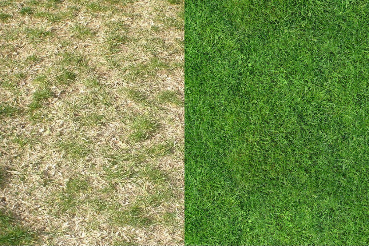 Nicht wegwerfen, sondern auf dem Rasen verteilen. Er wird dicht und saftig grün.