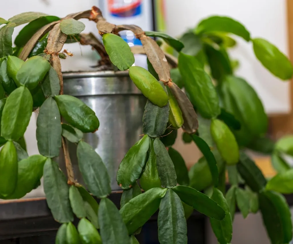 Ich füge einen Löffel hinzu und gieße die Blumen. Die Grünkrautpflanze wächst prächtig. Die schrumpeligen Blätter sind wieder grün und prall geworden. Hier sind die Regeln für die Pflege der Grünkrautpflanze