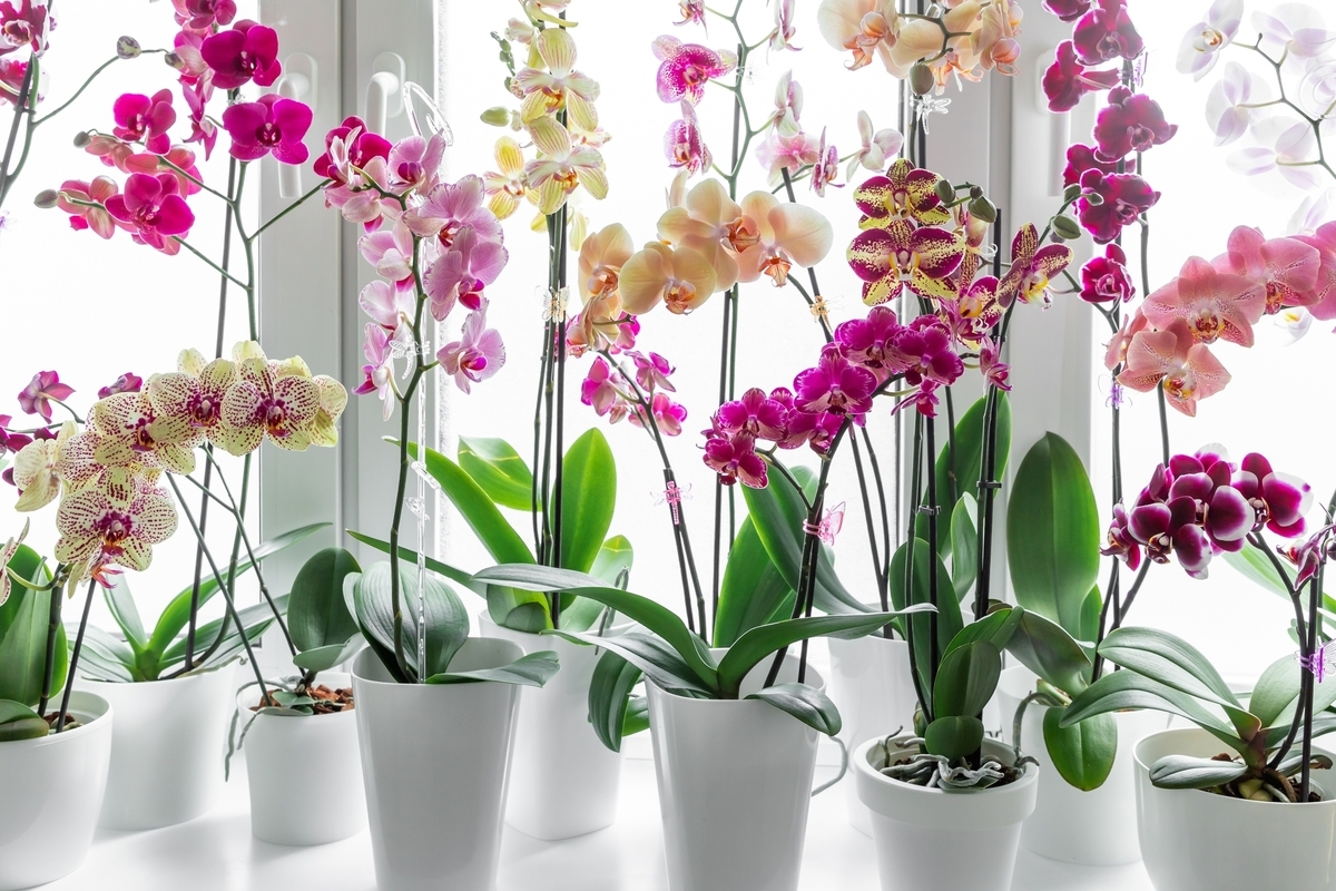 Wie man eine Orchidee wiederbelebt: drei Möglichkeiten, sie wieder zum Leben zu erwecken