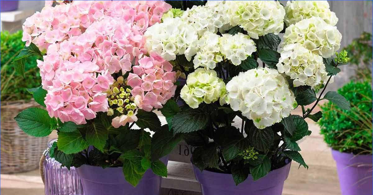 Müssen verwelkte Hortensienblüten abgeschnitten werden?