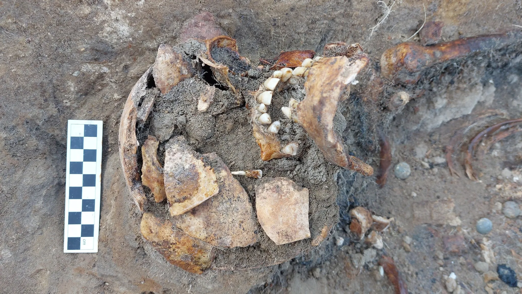 Das Grab eines deutschen Soldaten wurde in Polen entdeckt. Archäologen: Er wurde zu Tode geprügelt.