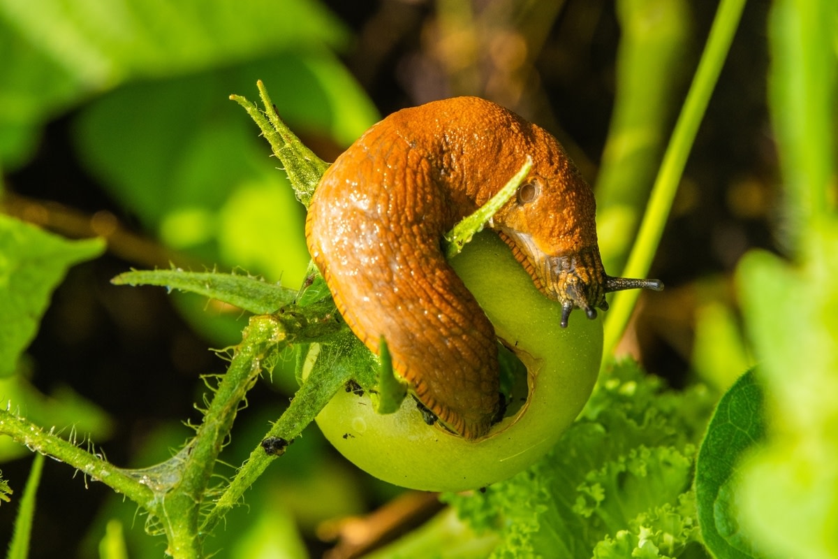 Streuen Sie es im Garten aus. Die Schnecke stirbt innerhalb weniger Augenblicke nach dem Kontakt.