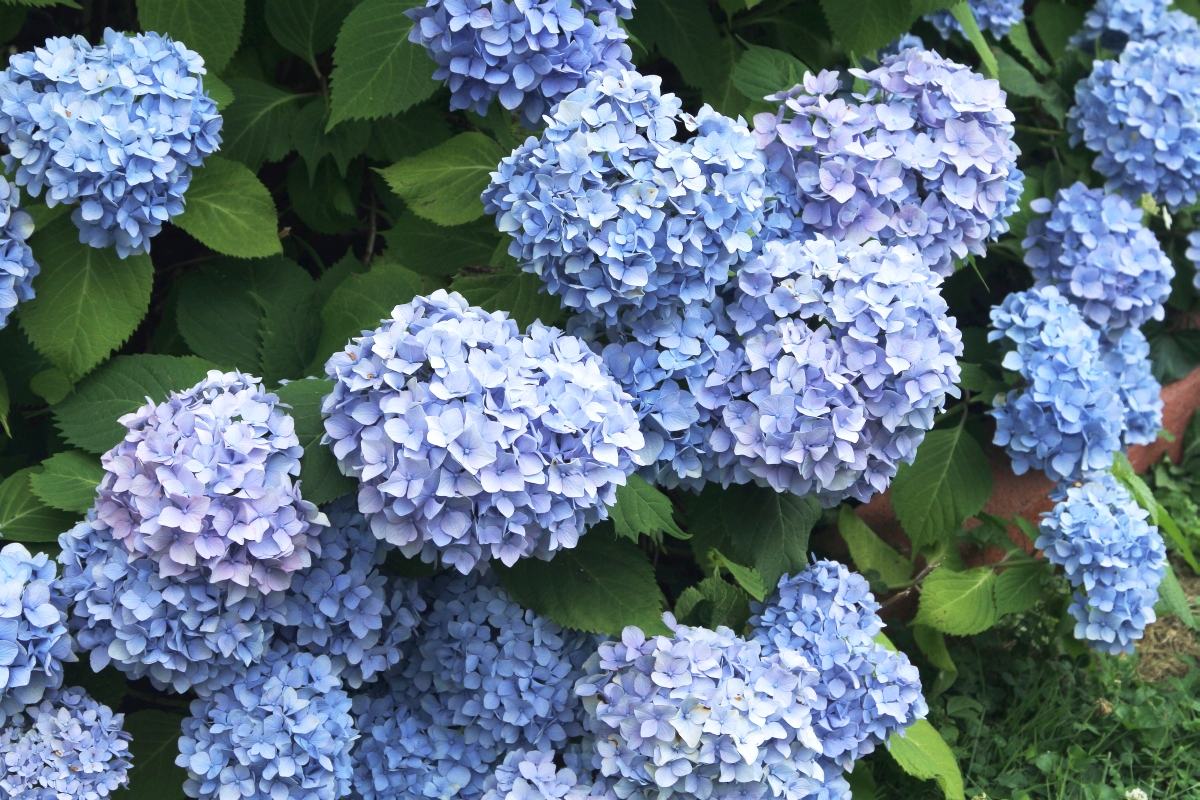 Gießen Sie die geschwächte Hortensie – nach einigen Tagen werden die Blätter und Blüten ihren Glanz wiedererlangen.