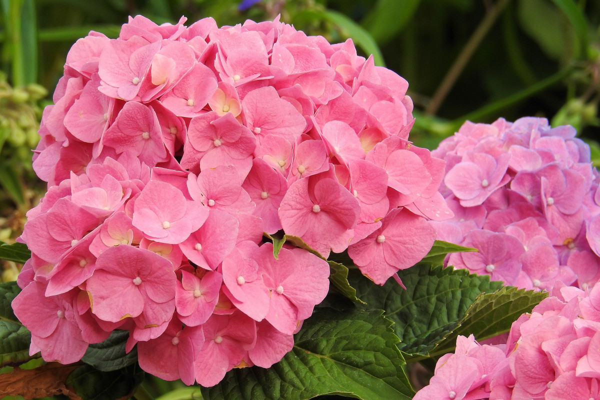 Machen Sie das unbedingt im August. Die Hortensie wird eine Blüte nach der anderen blühen lassen