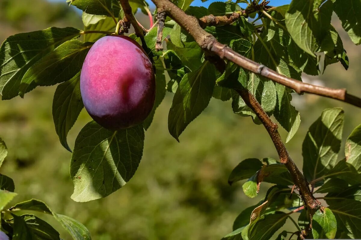 Wie kann man Obst aus dem eigenen Garten möglichst lange haltbar machen?