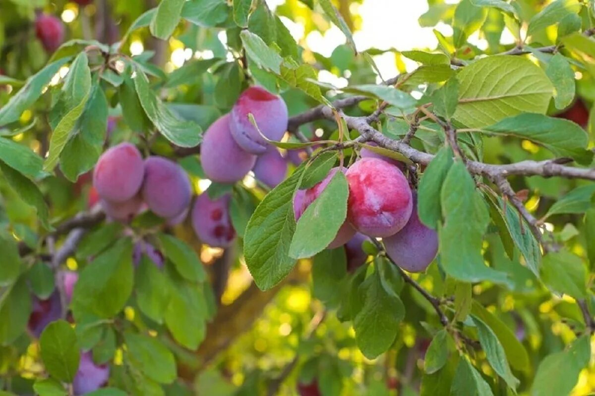 Wie kann man Obst aus dem eigenen Garten möglichst lange haltbar machen?