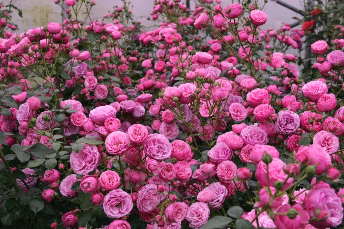 Es ist die ideale Pflanze für den Garten. Mit ihren „Pompons“ erfreut sie bis zum ersten Frost und ist resistent gegen Krankheiten.