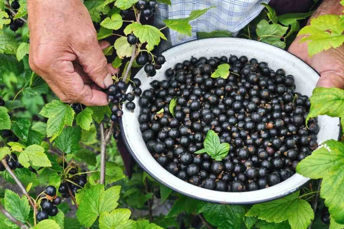 Ein Obstbaum, den kluge Gärtner im August niemals versäumen würden zu pflanzen.