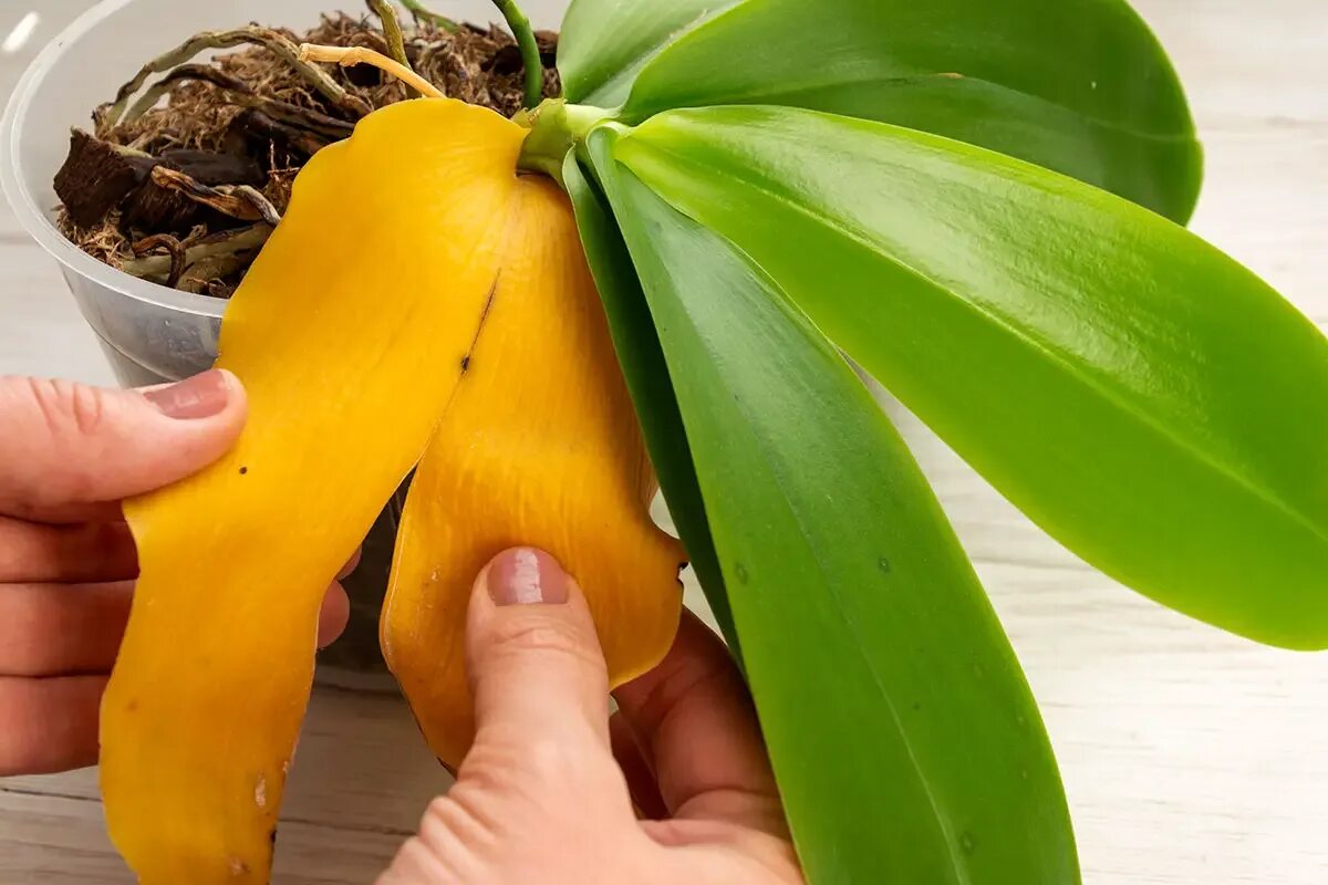 Gelbe Blätter an Ihrer Orchidee: Wie können Sie Ihre Lieblingspflanze wiederbeleben (und retten)?