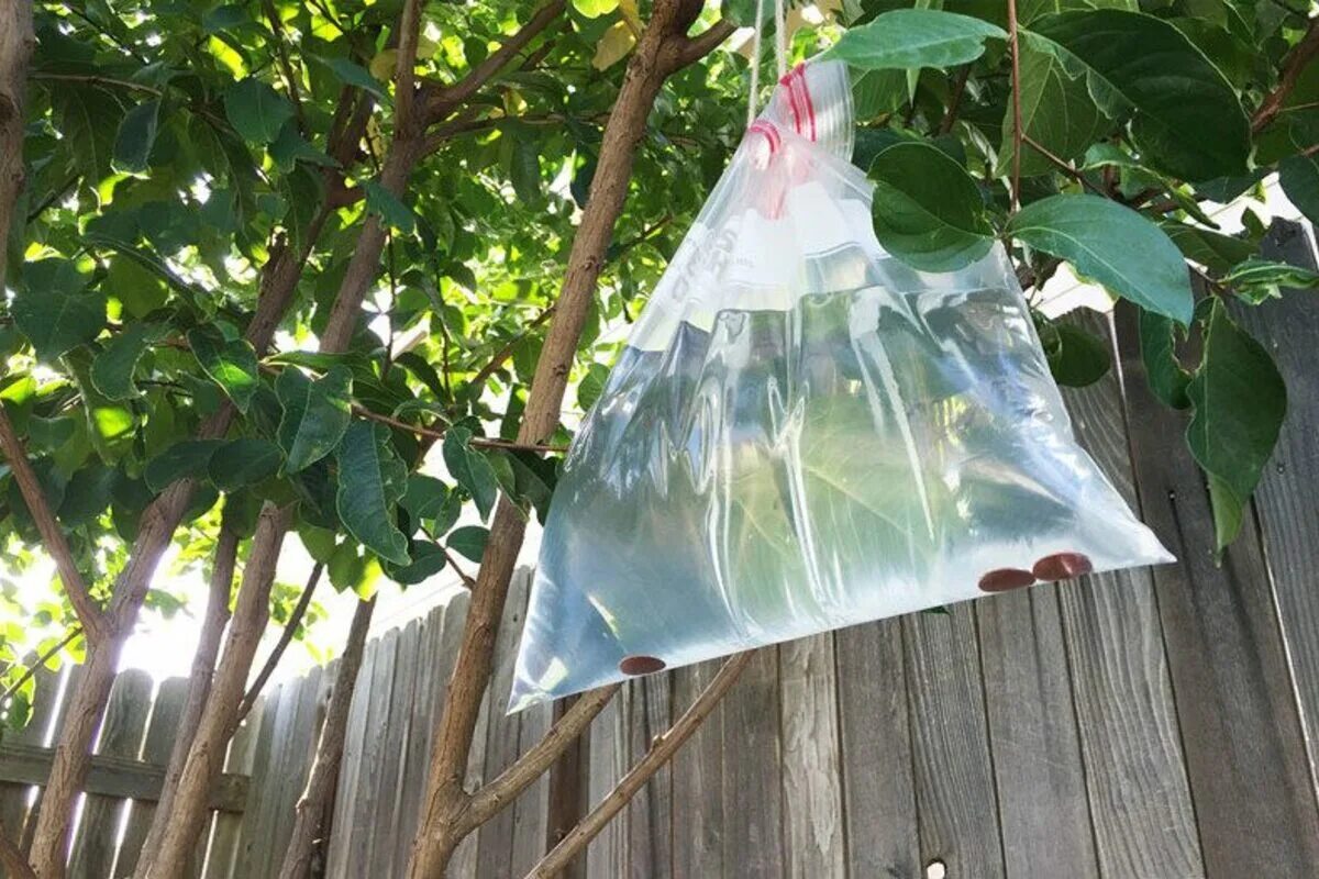 Sie füllte eine Plastiktüte mit Wasser, legte ein paar Münzen hinein und hängte sie ans Fenster. Der beste Fund des Jahres