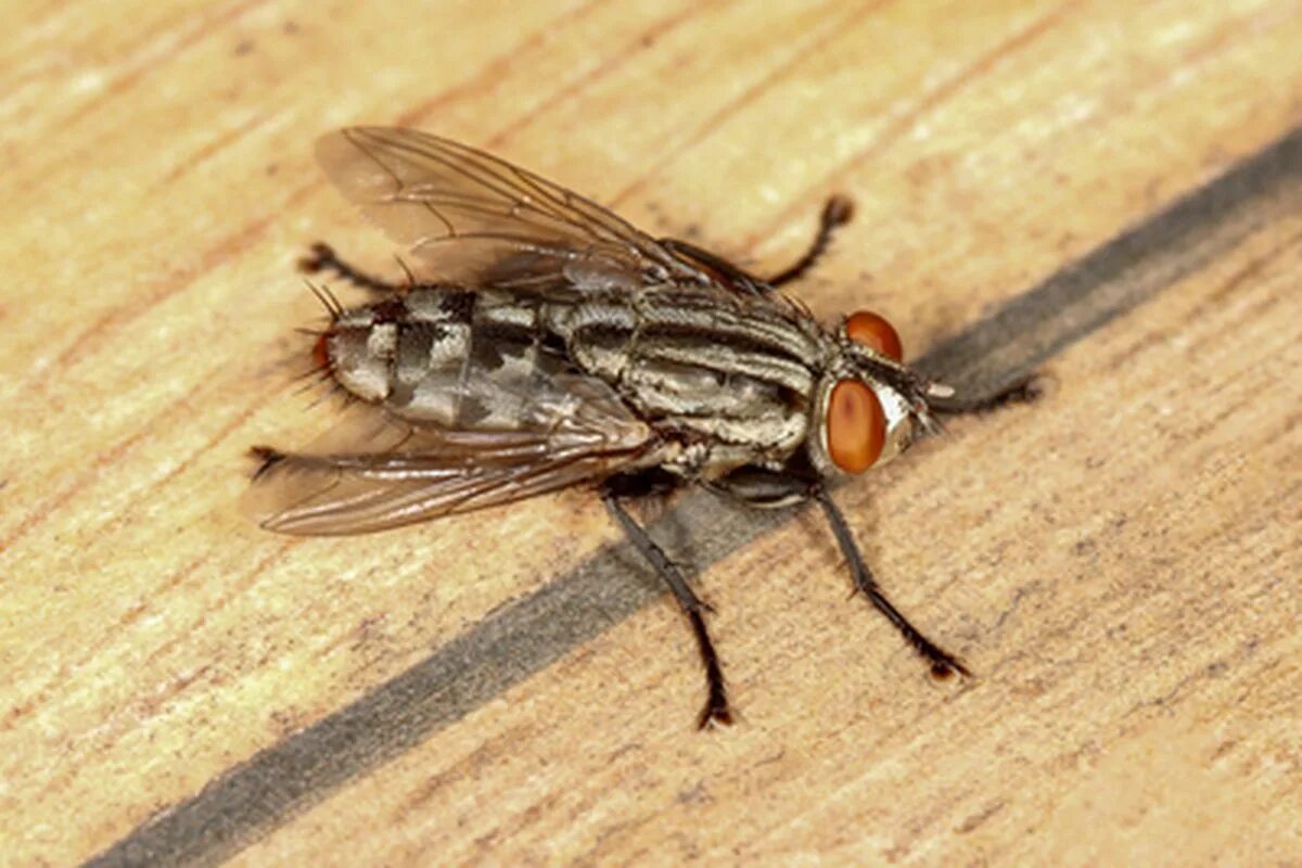 Sieben Hausmittel zum Vertreiben, Vernichten oder Fangen von Fliegen im Haus.