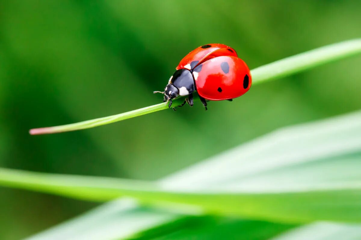 Dieses Insekt hat einen wirklich schlechten Ruf, ist aber gleichzeitig ein unverzichtbarer Helfer im Garten!