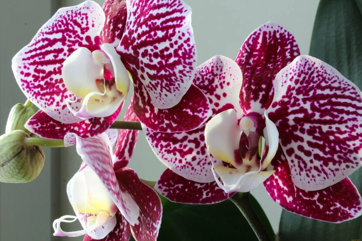 Orchideen lieben dieses Gewürz. Geben Sie es in den Topf, und sie werden neue Blüten treiben.