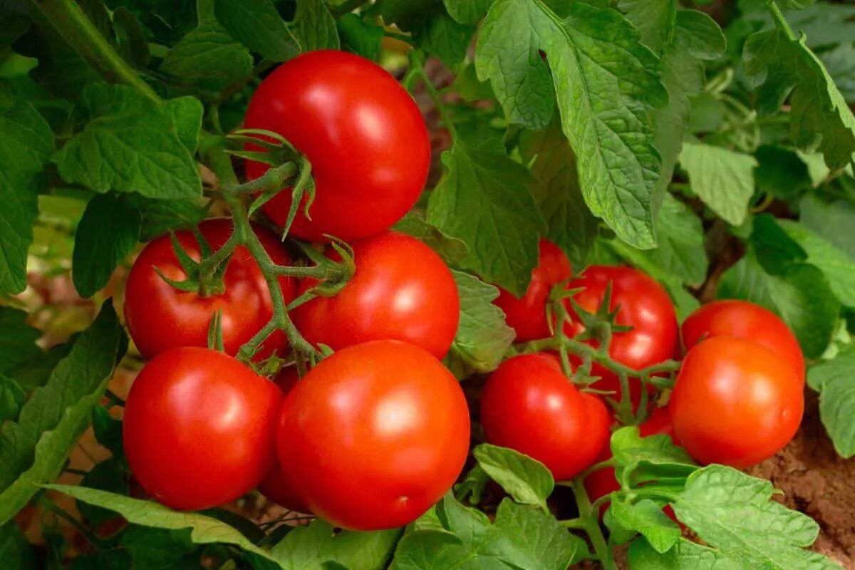 Diese natürliche Maßnahme, die im August am Fuß der Tomatenpflanzen durchgeführt werden sollte, sorgt für schmackhaftere Früchte und eine reichhaltige Ernte ohne den Einsatz von Chemikalien.
