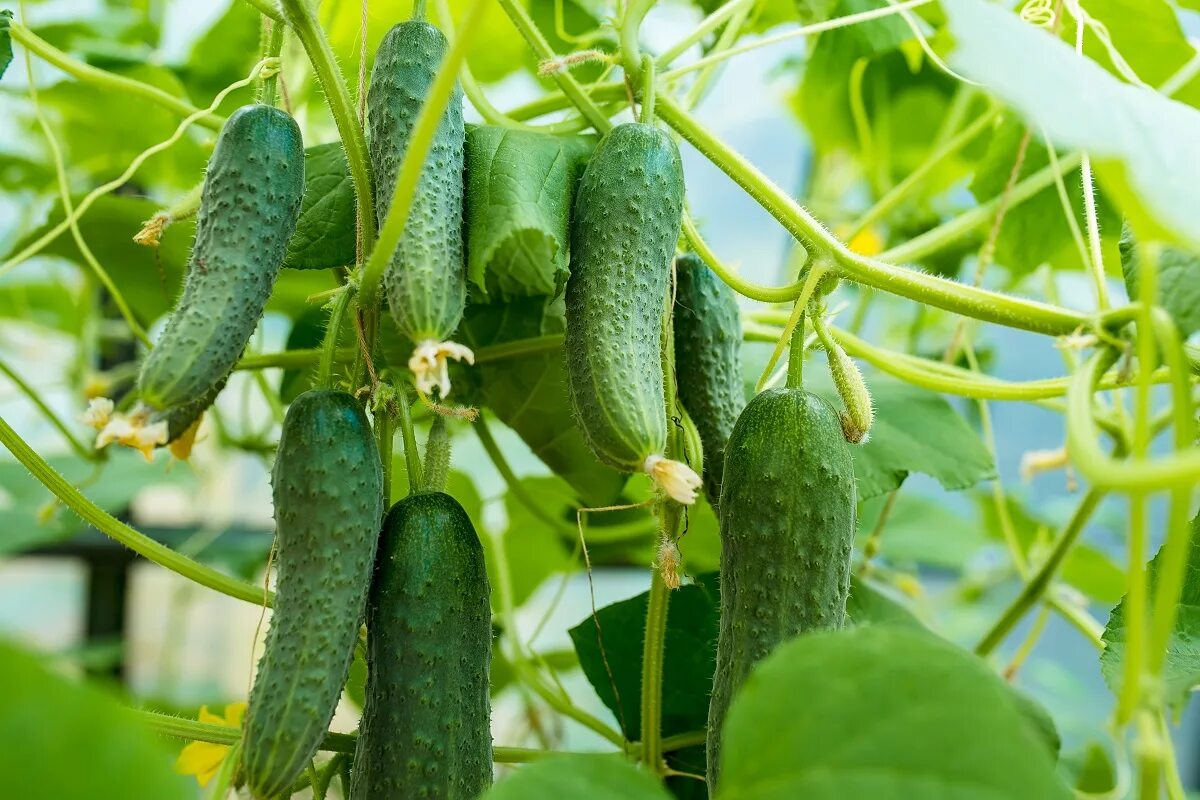 Das goldene Rezept für einen selbstgemachten Dünger hat mir ein Verkäufer im Laden verkauft. Anstelle von ausgelaugten Gurken habe ich jetzt eine reiche Ernte.