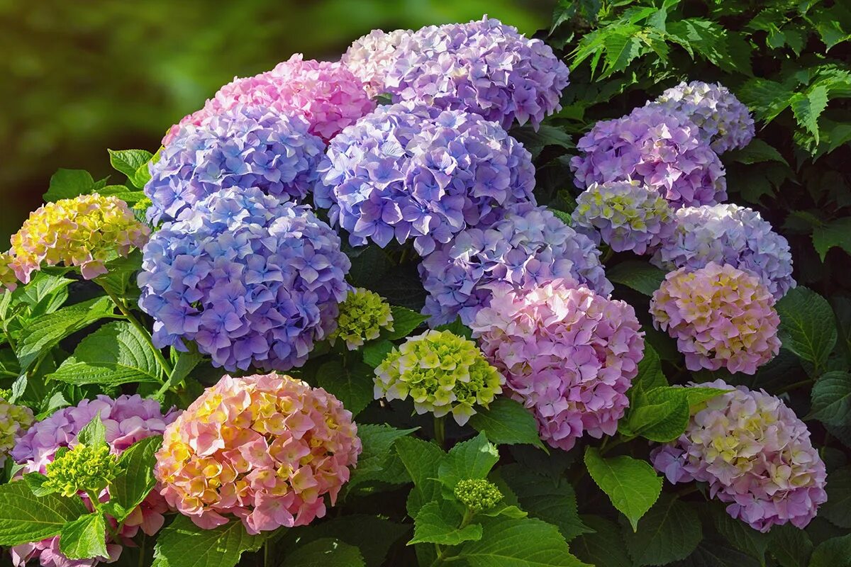 Machen Sie das unbedingt im August. Die Hortensie wird eine Blüte nach der anderen blühen lassen