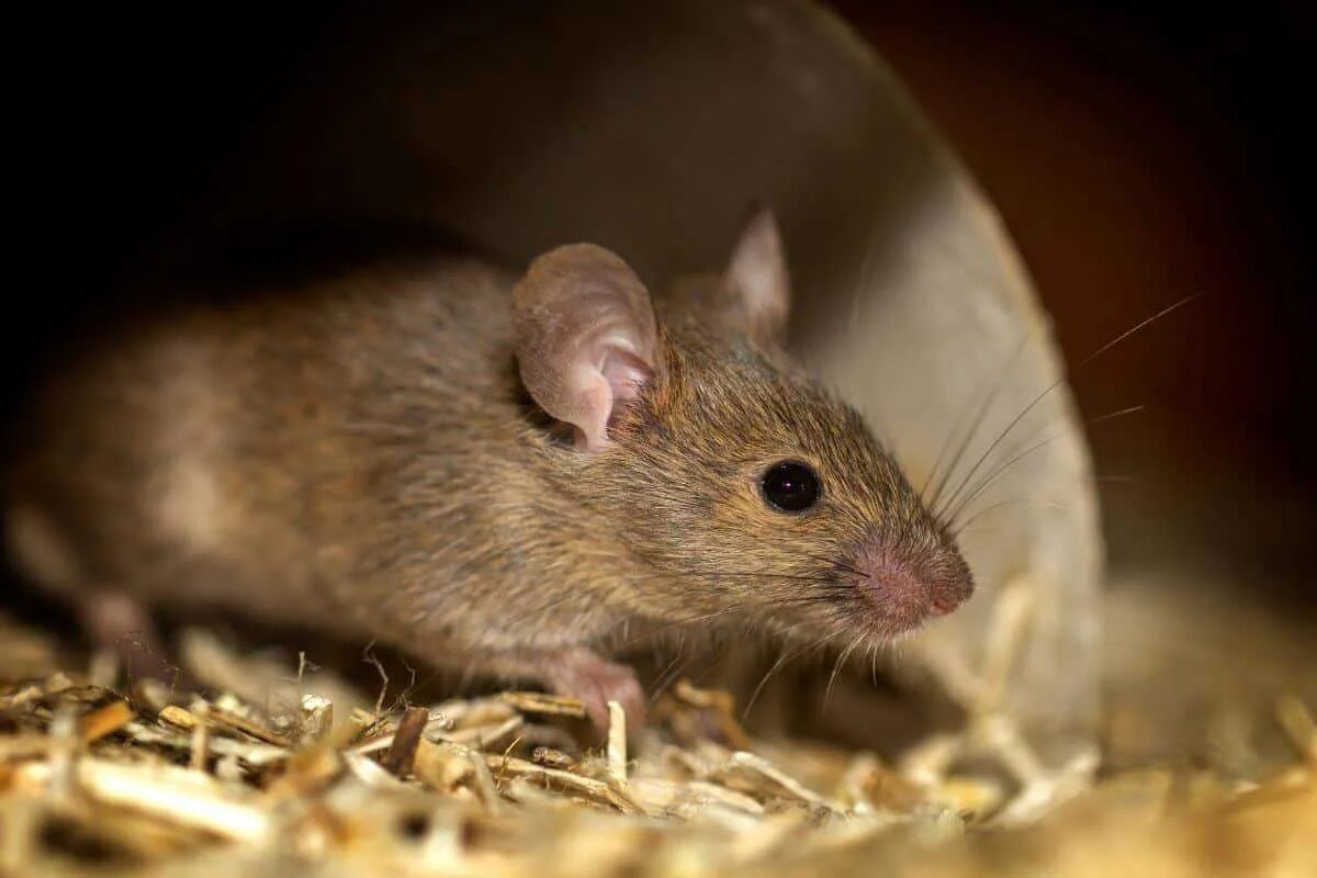 Die endgültige Methode, um Mäuse im Sommer aus dem Haus zu vertreiben und ihr Wiederauftreten zu verhindern