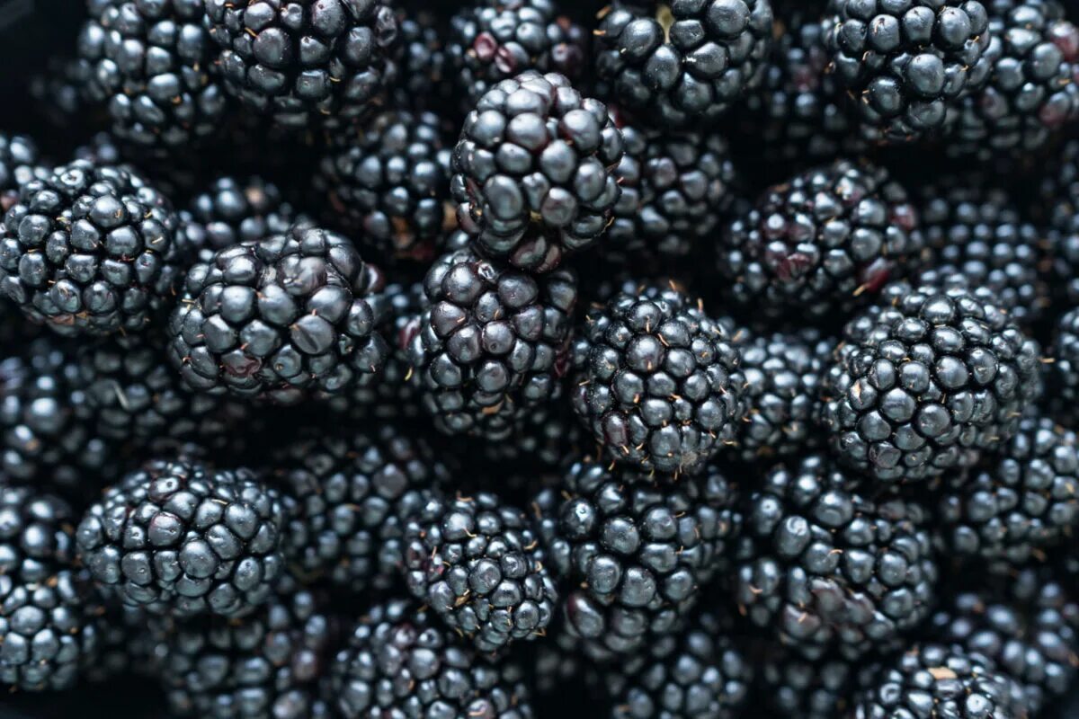 Diese schwarze Frucht hat eine enorme Kraft. Sie senkt den Blutzuckerspiegel, stärkt die Sehkraft und das Herz.