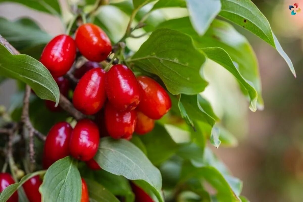 Eine der gesündesten Früchte der Welt. Wusstest du schon, dass sie Antioxidantien und Vitamin C hat?