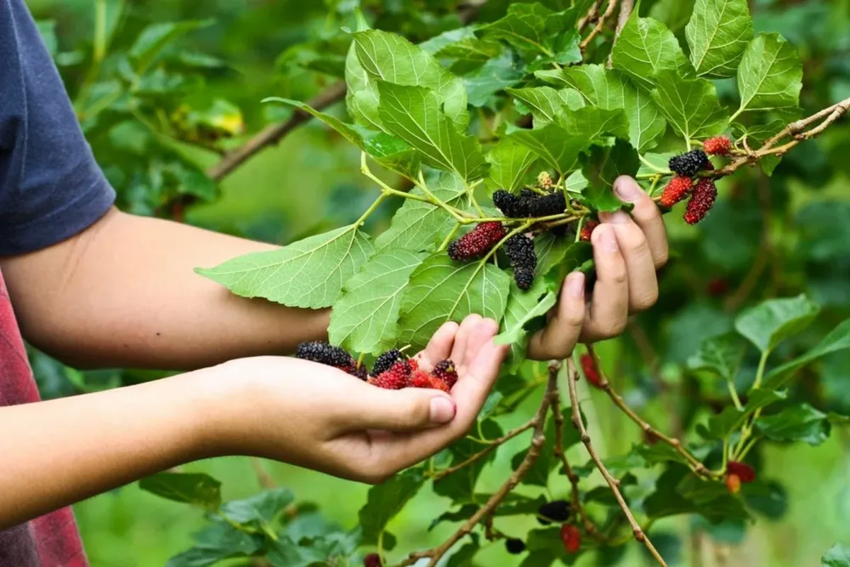 7 Obstbäume, die im August beschnitten werden müssen, um eine reichhaltigere und qualitativ hochwertigere Ernte zu erzielen – meine unverzichtbare Checkliste für das Ende des Sommers von einem professionellen Gärtner