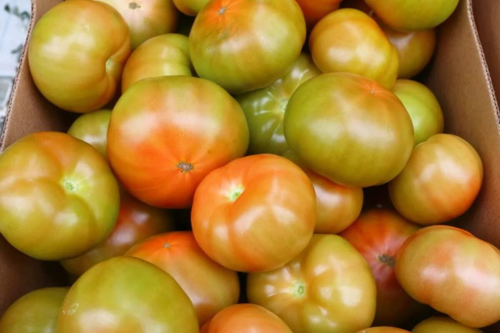 Haben Sie unreife Tomaten gekauft? Legen Sie sie an diesen Ort, und sie werden sofort rot