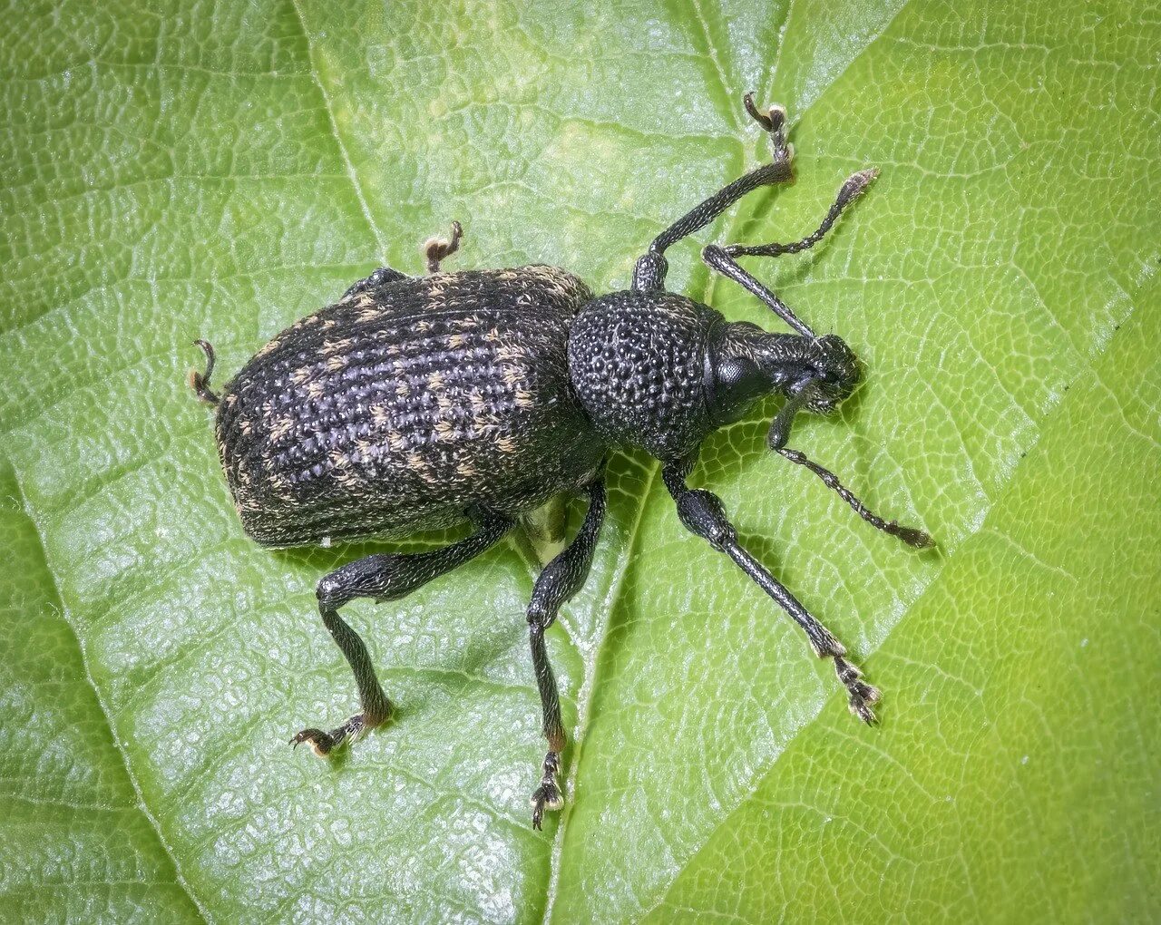 Sind Ihre Blätter und Wurzeln beschädigt? Dieser Schädling könnte sich in Ihrem Garten eingenistet haben