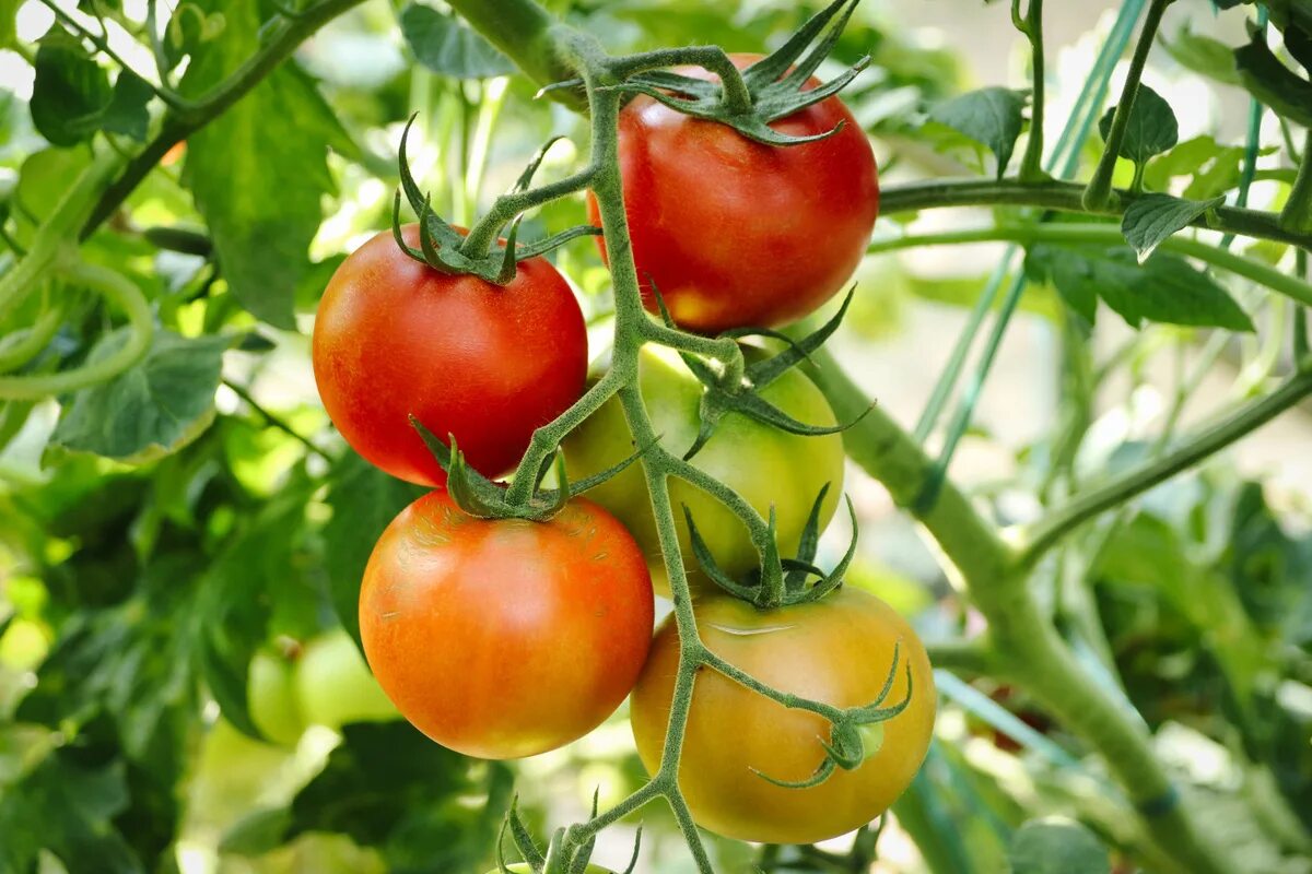 Meine Großmutter gießt ihre Tomaten immer mit diesem Mittel. Sie sind gesund und frei von Schädlingen.
