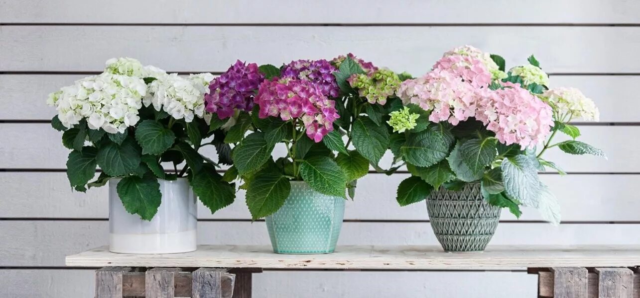 Stellen Sie diese Pflanze niemals in Ihr Zuhause: Sie zieht Einsamkeit und Unglück an, sagt Feng Shui