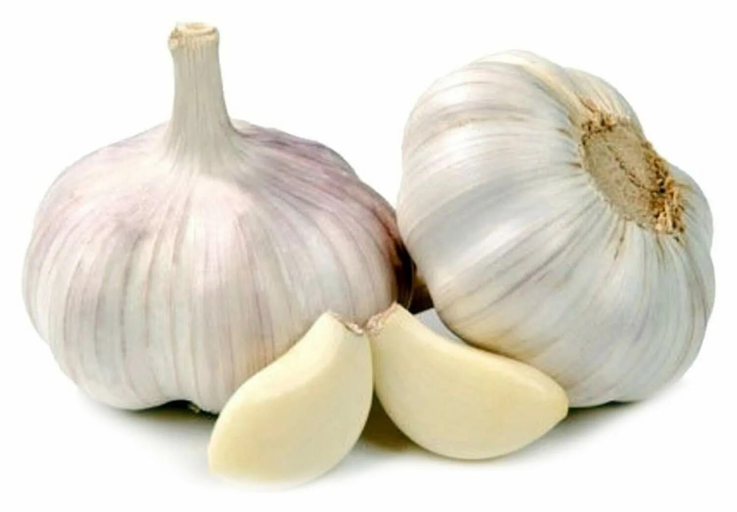Knoblauch neben Rosensträuchern pflanzen: eine alte Methode, die wirklich gegen Blattläuse hilft.