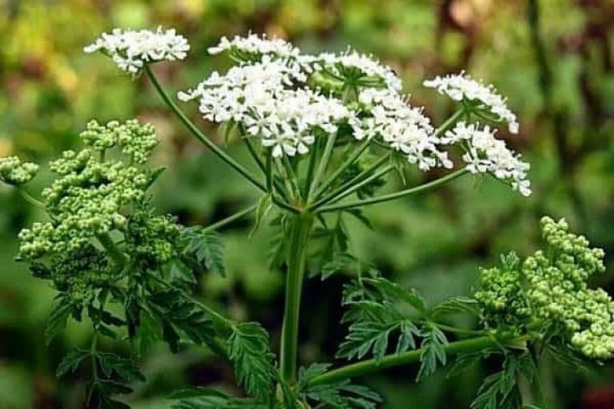 Sieht aus wie Petersilie, kann aber giftig sein. Seien Sie vorsichtig, was Sie im Garten pflücken.