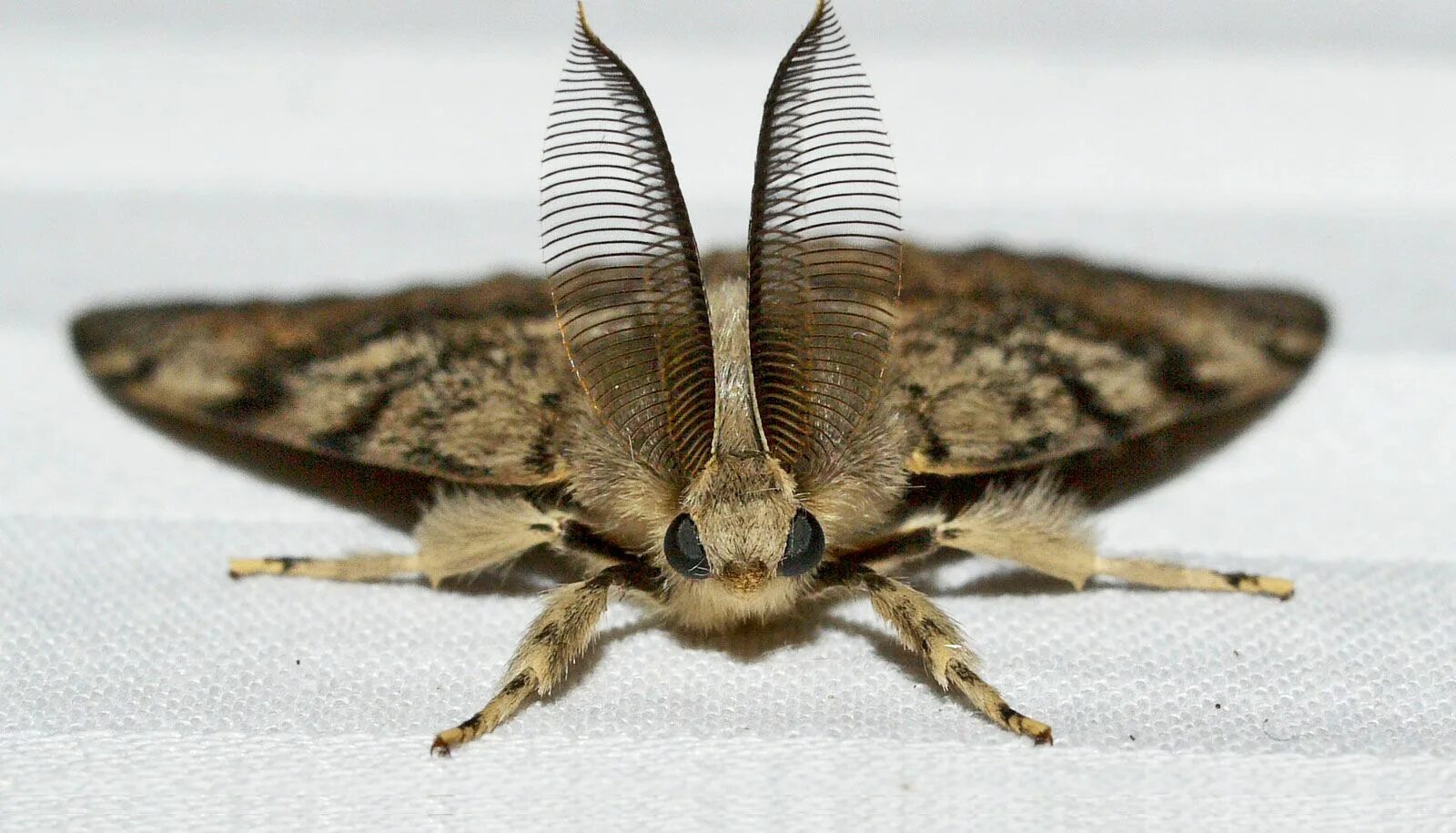 Der natürlichste Weg, Motten im Sommer ohne Insektizide aus Ihrem Zuhause zu vertreiben