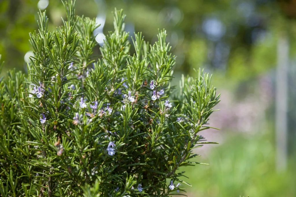 5 Gartenpflanzen, die unbemerkt das Risiko für Zeckenbefall erhöhen